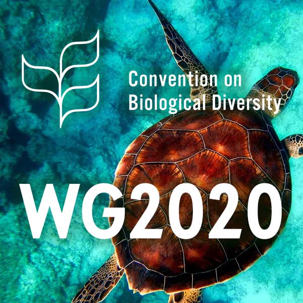 Open-Ended Working Group on the Post-2020 Biodiversity Framework